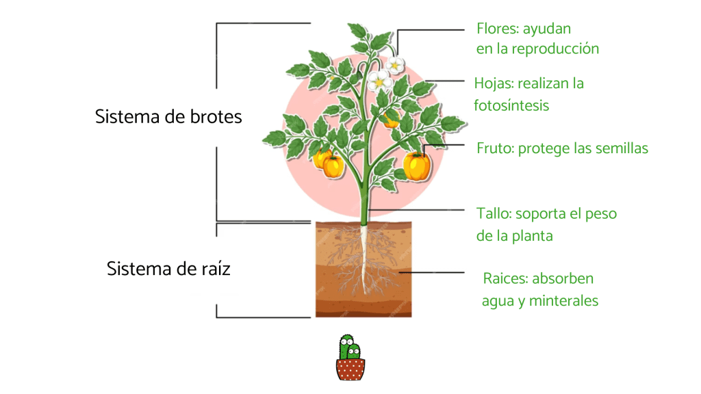 infografia-partes-de-las-plantas-y-sus-funciones