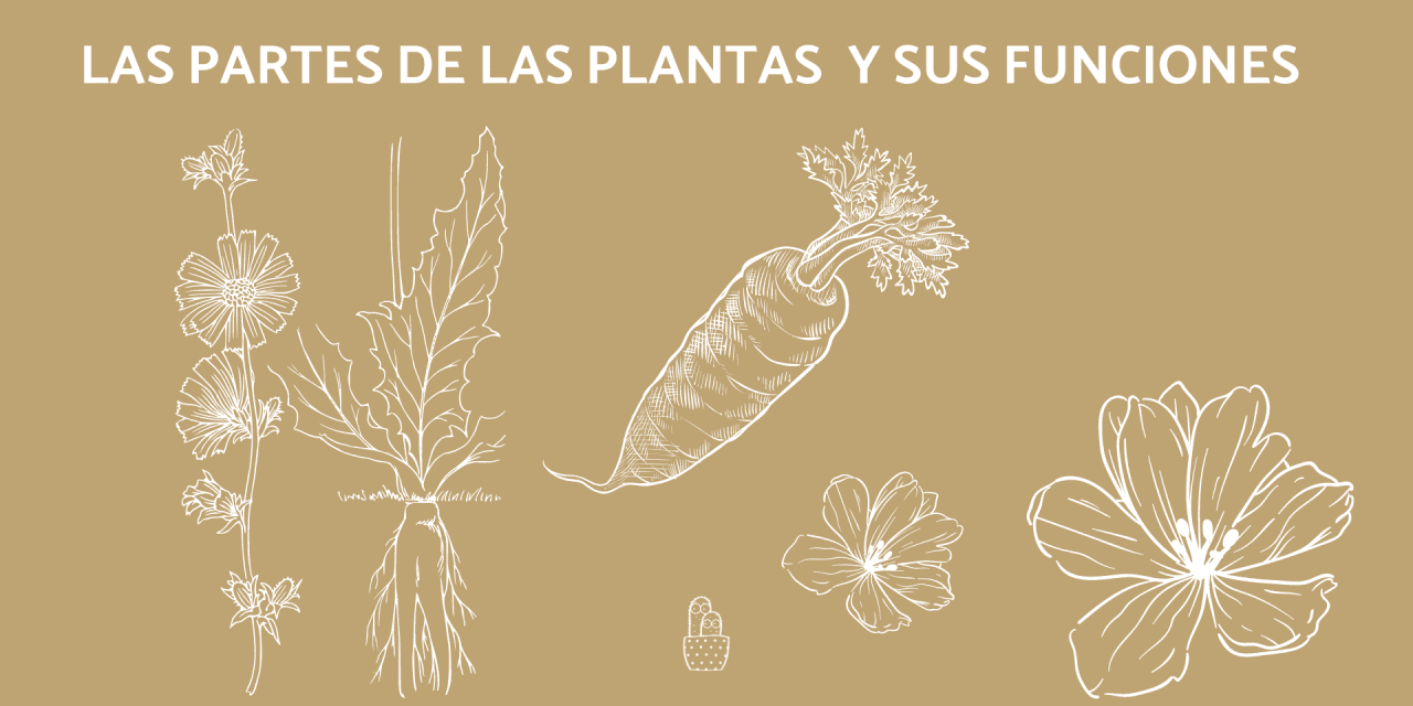 Las partes de la planta y sus funciones