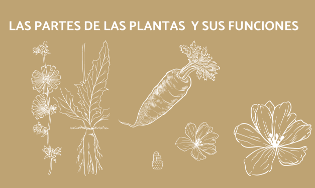 Las partes de la planta y sus funciones