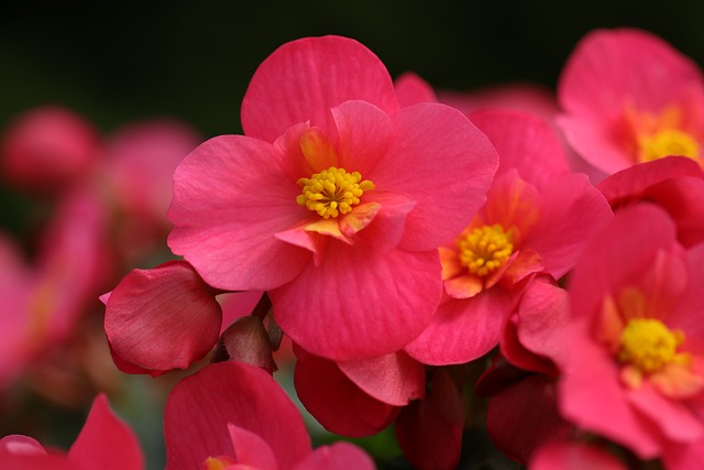 planta-begonia-flores-rosas