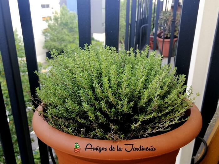 cuidados-del-tomillo