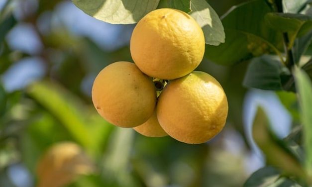 Limonero (Citrus limon)