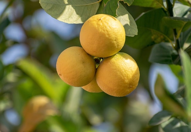 Limonero (Citrus limon)