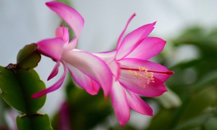 Cactus de Navidad (Schlumbergera)