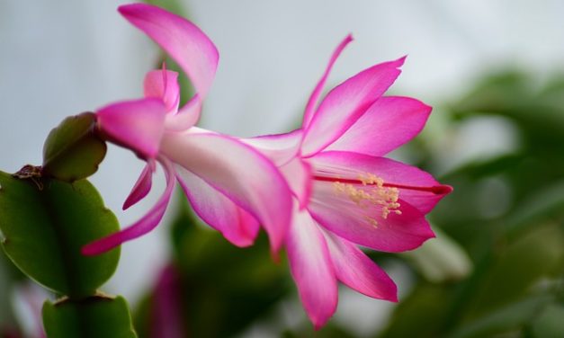 Cactus de Navidad (Schlumbergera)