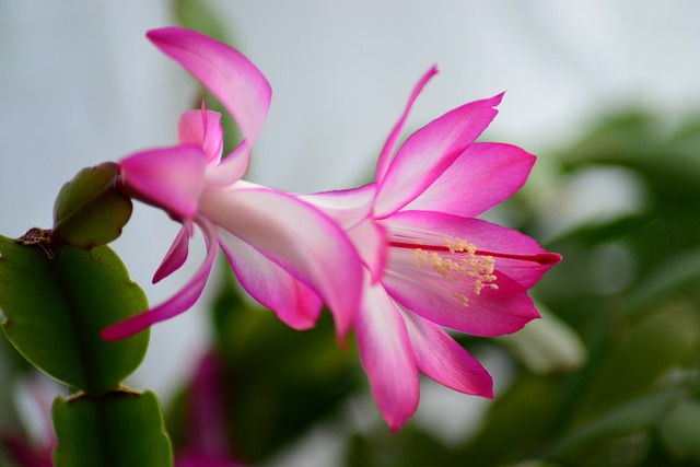 Cactus de Navidad (Schlumbergera)