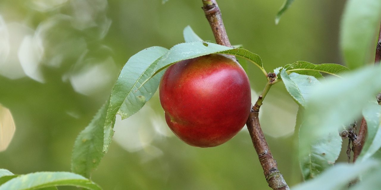 Nectarina (Prunus persica var. nucipersica)