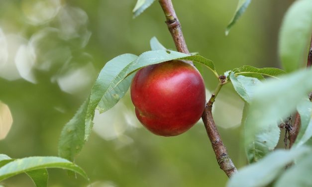Nectarina (Prunus persica var. nucipersica)