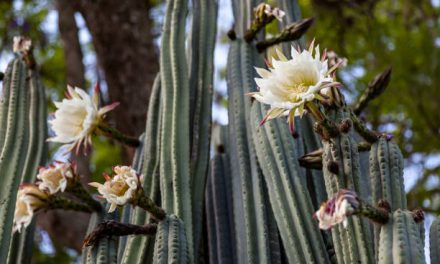 Cactus de San Pedro (Echinopsis pachanoi)