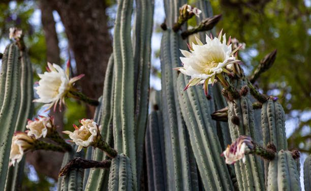 Cactus de San Pedro (Echinopsis pachanoi)