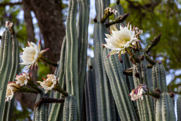 Cactus de San Pedro (Echinopsis pachanoi)