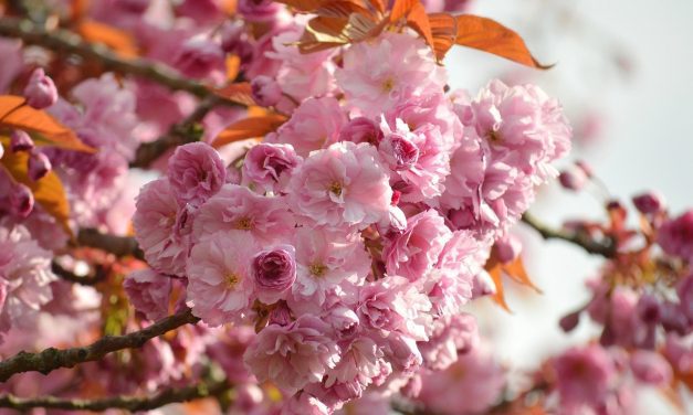 Plantas que se autopolinizan: todo lo que debes saber