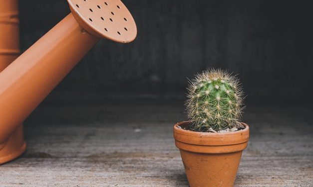Cómo cuidar un cactus