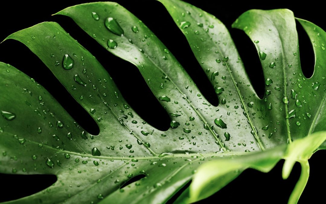Cuidados de plantas de interior con hojas grandes