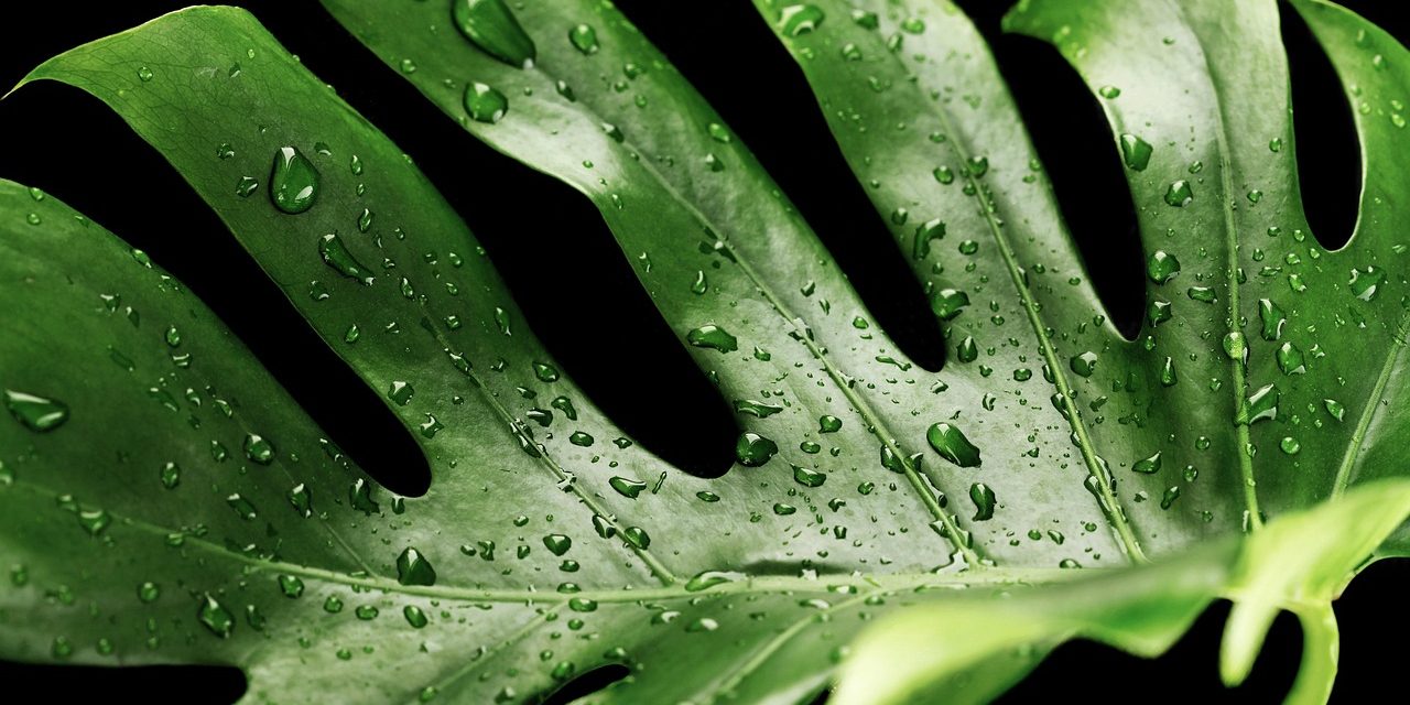 Cuidados de plantas de interior con hojas grandes