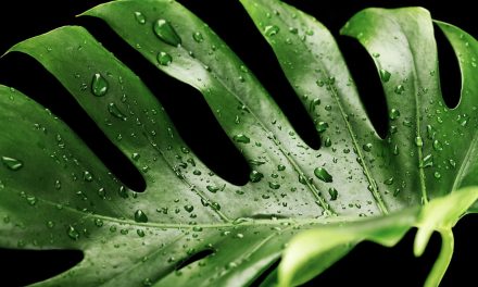 Cuidados de plantas de interior con hojas grandes