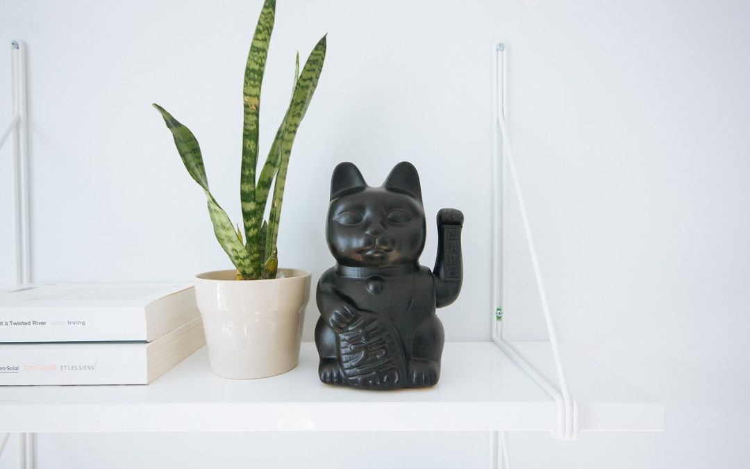 10 cuidados de plantas de interior para principiantes