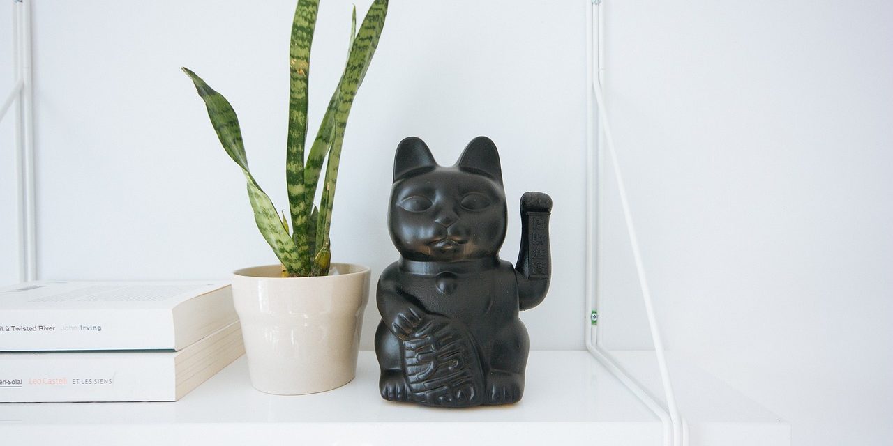 10 cuidados de plantas de interior para principiantes