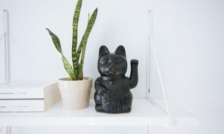 10 cuidados de plantas de interior para principiantes