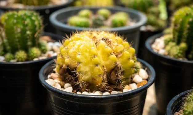 ¿Por qué un cactus se pone marrón?