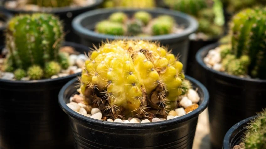 ¿Por qué un cactus se pone marrón?