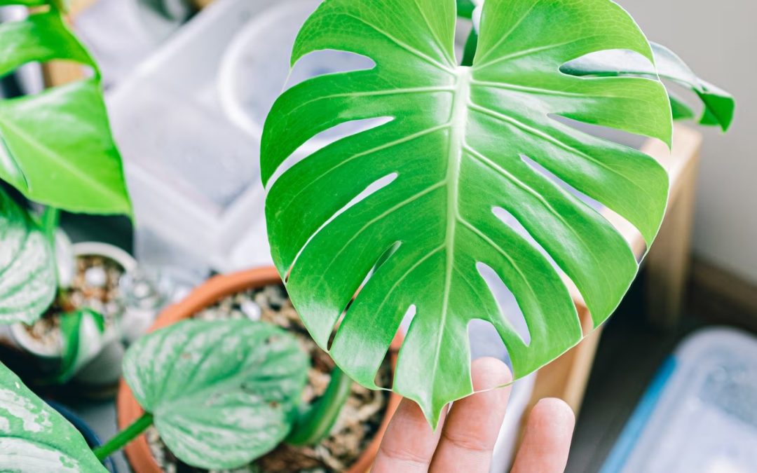 Monstera deliciosa: la planta tropical icónica