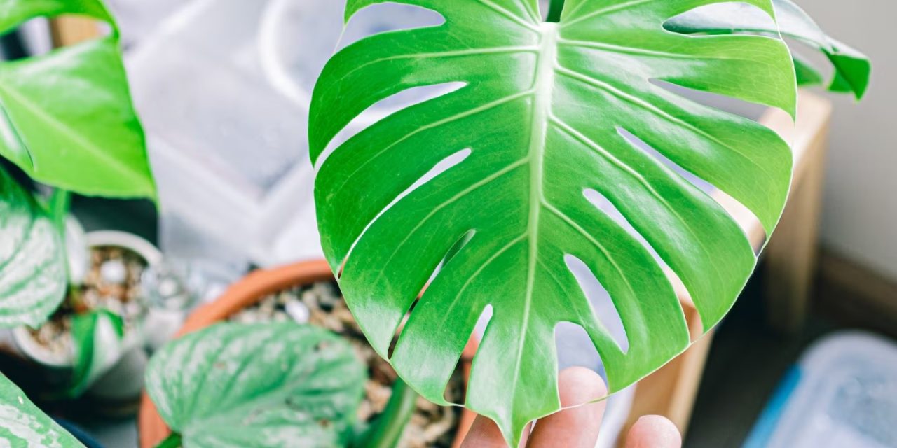 Monstera deliciosa: la planta tropical icónica
