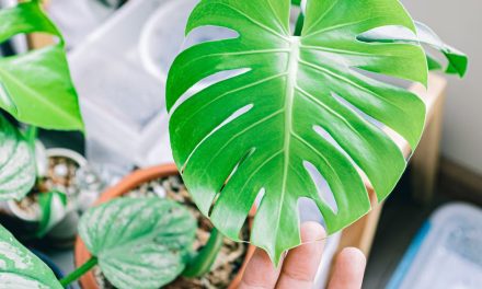 Monstera deliciosa: la planta tropical icónica