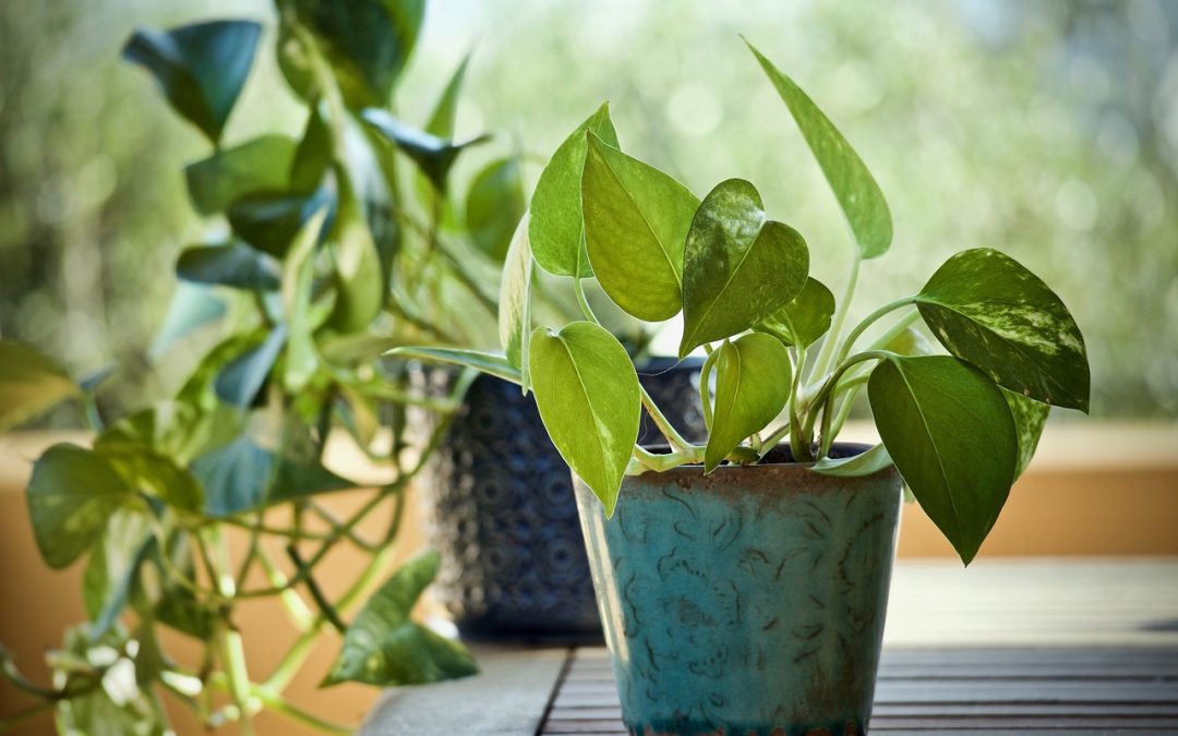 Pothos (Epipremnum aureum) – Características y Cuidados