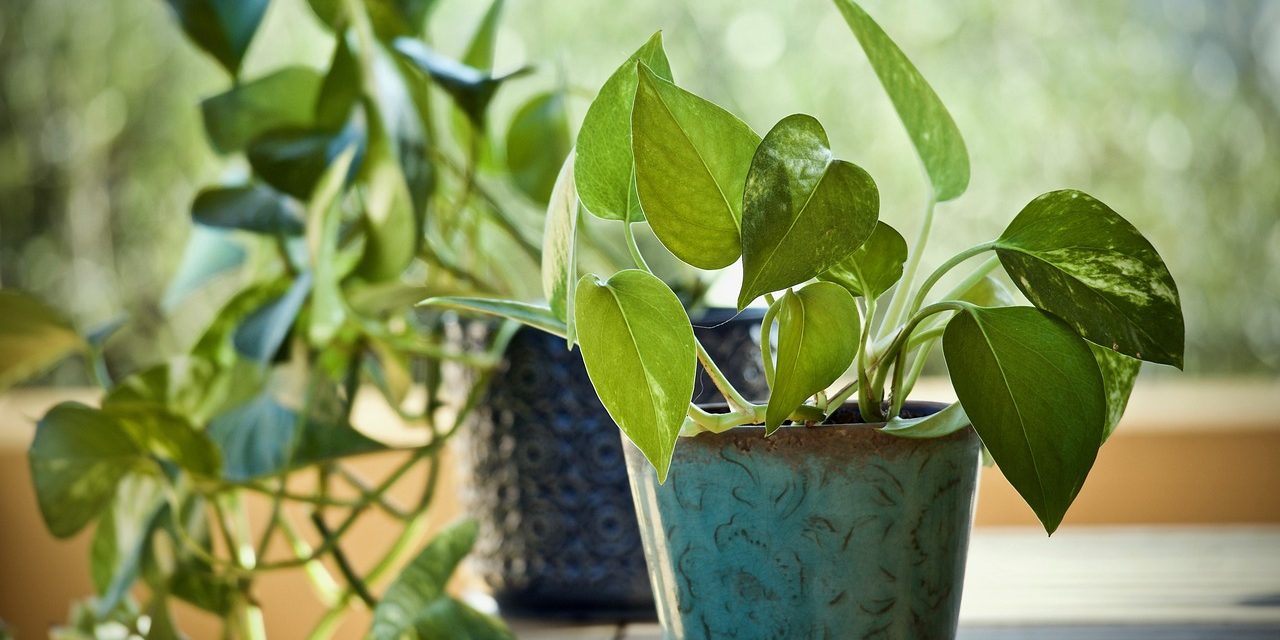 Pothos (Epipremnum aureum) – Características y Cuidados