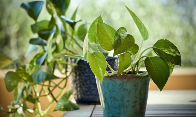 Pothos (Epipremnum aureum) – Características y Cuidados